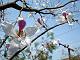 White Hong Kong Orchid Tree